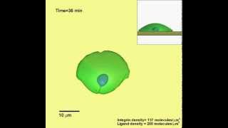 Dynamic Modeling of Cell Migration and Spreading Behaviors on Fibronectin Coated Planar Substrates [upl. by Valeria]