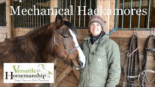 Mechanical Hackamores  Versatile Horsemanship [upl. by Rosalinda]