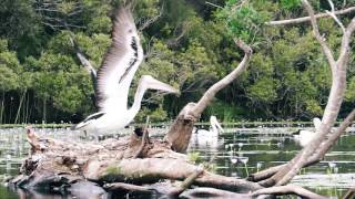 Noosa Everglades with The Discovery Group [upl. by Emilia]