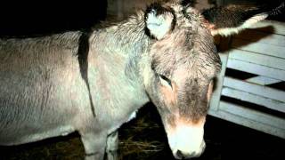 Introduction to the Primrose Donkey Sanctuary [upl. by Ynafetse2]