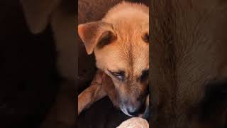 Watch Hungry Puppies Fight and Cry for Milk from Their Mom puppies dog shorts [upl. by Lener]