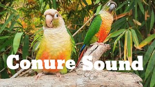 conure sound  green cheek conure sound 1 hour morning bird song My bird chirps in the morning [upl. by Yeca]