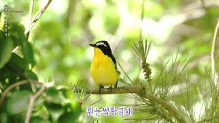 흰눈썹황금새 Yellowrumped Flycatcher [upl. by Maclay]