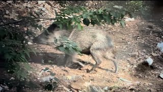 TONS OF JAVELINA On our Coues DeerMule Deer Northern Arizona Hunt [upl. by Nosnor26]