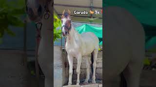 Garudo 🐎🎠❣️ trending horse kathiyawadihorse youtube trendingshorts yaari garuda viralvideos [upl. by Adlig]