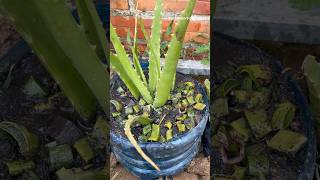 Aloe Vera plant care growingshortssatisfying [upl. by Alphonso282]