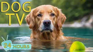 DOG TV Deeply Video Entertain for Dogs to Prevent Boredom  The Best Music to Help Your Dogs Happy [upl. by Waers]