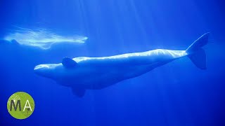 8 Hours of Whale Sounds Deep Underwater Version 2 for Sleep and Relaxation [upl. by Orten970]