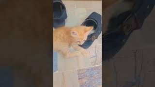 catsshorts cat catlover subscribe kitten 100k cute funny animals [upl. by Marleah]