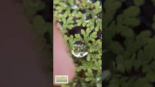 Hydrophobic Azolla [upl. by Imeka289]