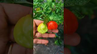 Habanero chilly plant on my terrace garden habaneros Chillyplant [upl. by Kosaka795]