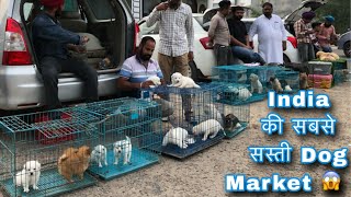 India की सबसे सस्ती Dog Market 😱 ₹2000only 😵‍💫 part2 dog puppy [upl. by Liakim629]