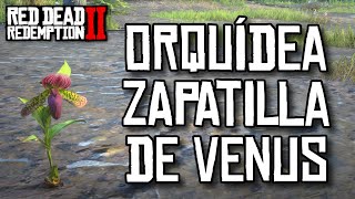 Ubicación Orquídea Zapatilla De Venus Cypripedioideae  Red Dead Redemption 2 [upl. by Eizzo382]