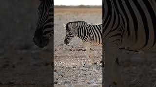 Zebra in Etosha National Park Namibia [upl. by Lenz]