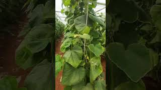 Cucumber crops cultivation in polyhouse Dindigul cucumber cucurbitaceae flowers cucumber [upl. by Marchak]