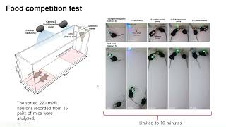 저널미팅 Interferencefree lightweight wireless neural probe system [upl. by Arutak]