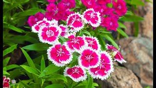 Growing Dianthus Flower  Dianthus Plant Care  How to Grow Dianthus Plant in Pots [upl. by Euqinehs680]