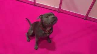 Discover Dogs 2015  Blake The Talking Staffie [upl. by Lebiram]