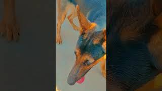 Jana samjho Na germanshepherd trendingsong tigerthegsd [upl. by Lower]