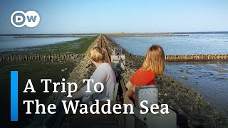 A Virtual Tour of Germany  The Wadden Sea Mudflats Halligen and Sandy Beaches [upl. by Anomor]