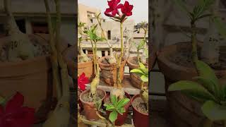 Adenium collection Akshar Plants amp Planters [upl. by Herrington787]