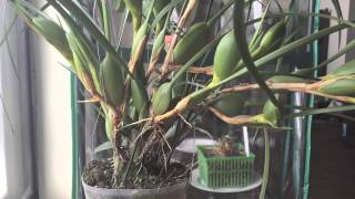 Maxillaria Tenuifolia Coconut Orchid [upl. by Esiole]