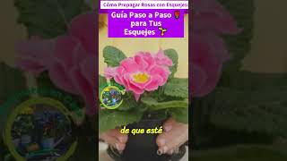 Cómo Propagar Rosas con Esquejes Guía Paso a Paso 🌹 ‐ Hecho con Clipchamp [upl. by Inol]