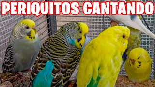 PERIQUITOS CANTANDO [upl. by Crispin]