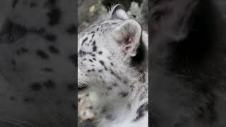 Snow leopard cubs debut at the Bronx Zoo [upl. by Netsew]