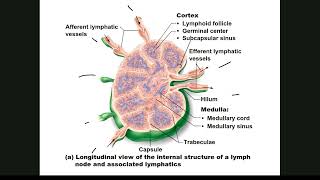 012 The Lymphatic System [upl. by Syla]