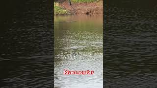 River monstercrocodilefishing angular shape fishing [upl. by Aber876]