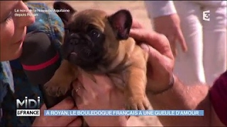 À Royan le Bouledogue Français a une gueule damour [upl. by Any]