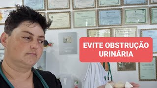 COMO EVITAR OBSTRUÇÃO URINÁRIA EM GATOS [upl. by Ididn]