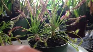 Tips and Tricks to feed a trim a Carnivorous Sundew Drosera capensis or other sundews [upl. by Aurelius]