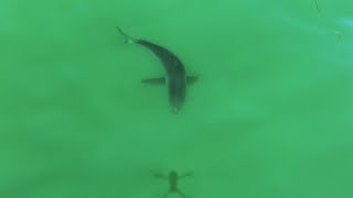 Large Great White Shark Chases Drone Shadow Like a Laser Pointer [upl. by Repooc]