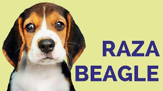 Perro BEAGLE 🐶 Características de la raza CUIDADOS e historia [upl. by Keung219]