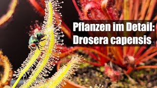 57 Nützliche fleischfressende Pflanze gegen Fruchtfliegen und andere Insekten [upl. by Anaujnas]