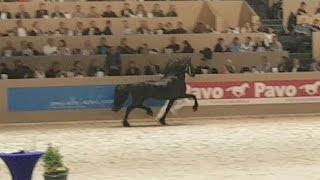 Markus 491 Hengstenkeuring 2017 Faderpaard Friesian horse [upl. by Eldon594]