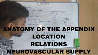 ANATOMY OF THE APPENDIX [upl. by Nybor]