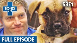 OpenHeart Surgery is Rescue Pups Last Chance 💔  Bondi Vet Season 3 Ep 1  Bondi Vet Full Episodes [upl. by Rogerio]