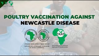 TAAT Technology Poultry Vaccination against Newcastle Disease [upl. by Shepard]