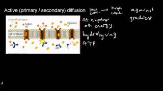 lecture 17 part 4 Membrane selectivity passive and active diffusion [upl. by Esdnyl]