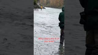 Vedder River Salmon fishing Why does the fish not bite salmonfishing [upl. by Cataldo751]