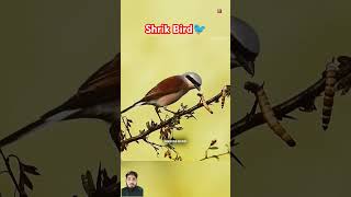 Shirk Bird birds interestingfacts knowledge factsinhindi wildlifefact birdwatching birdwatch [upl. by Ellocin271]