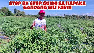 5 Hektars Sili Farming STEP by STEP Guide From Planting to Fruiting Stage [upl. by Asiela204]