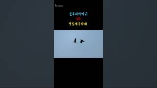 125 동네에 나타난 잿빛개구리매ㅣHen Harrier bird [upl. by Adile]