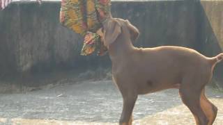 Red Doberman puppy 40 days to 4 years  Big Strong Male [upl. by Whitaker]