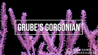 Grubes Gorgonian [upl. by Howard668]