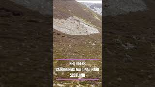 Scotland  Cairngorms National Park [upl. by Cotterell]