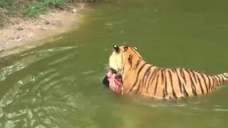 TIGER VS COW heads  Big Cat TV [upl. by Nnylecoj]